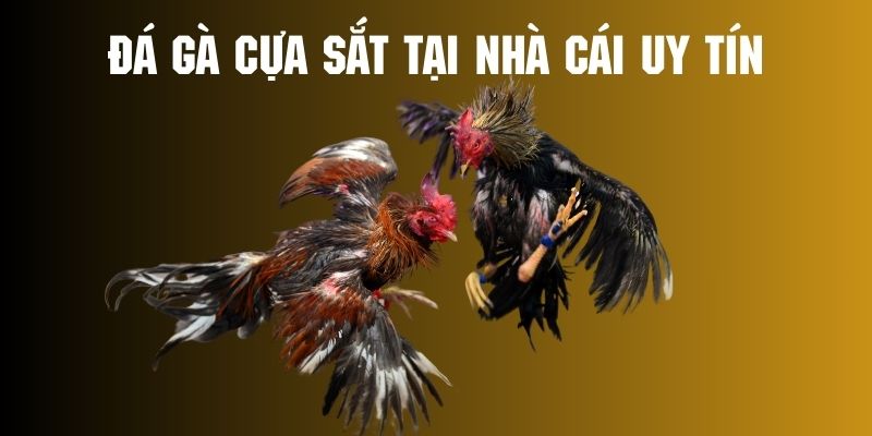 Đá gà cựa sắt tại nhà cái uy tín mang nhiều ưu điểm nổi trội