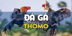 Trải Nghiệm Đá Gà Thomo Gay Cấn Tại Các Nhà Cái Uy Tín