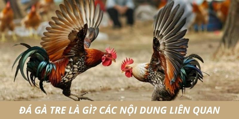 Đá gà tre - bộ môn giải trí kinh điển